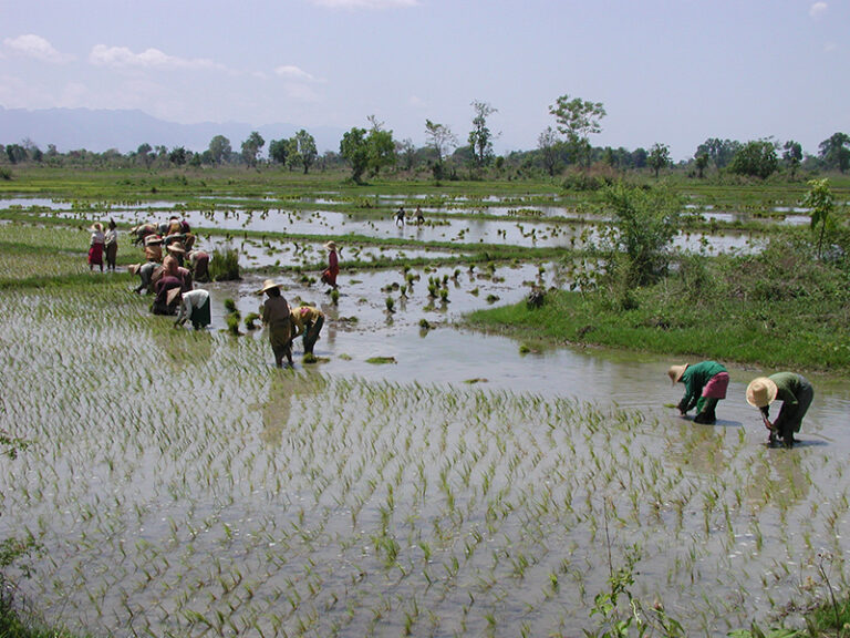 農耕（水田）イメージ