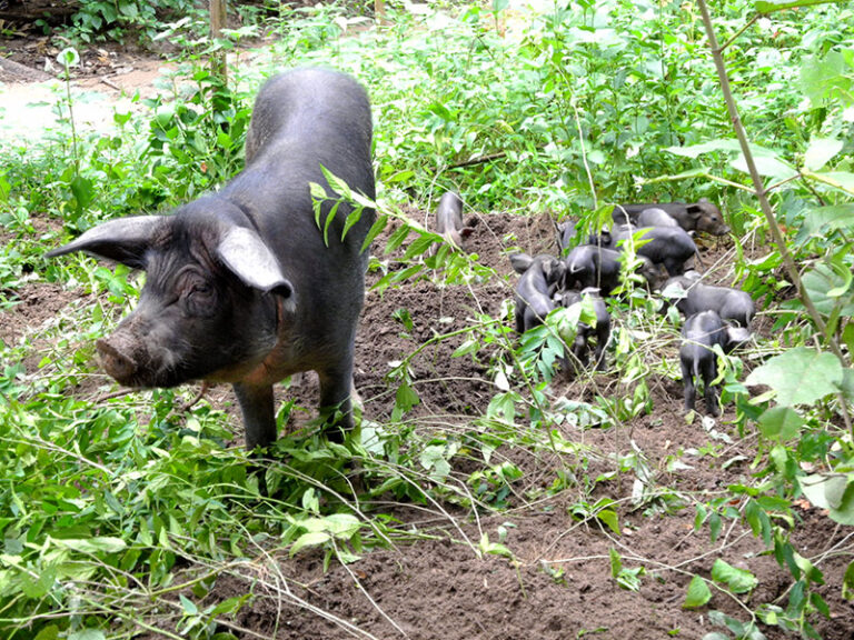 地域に合った事業（養豚）